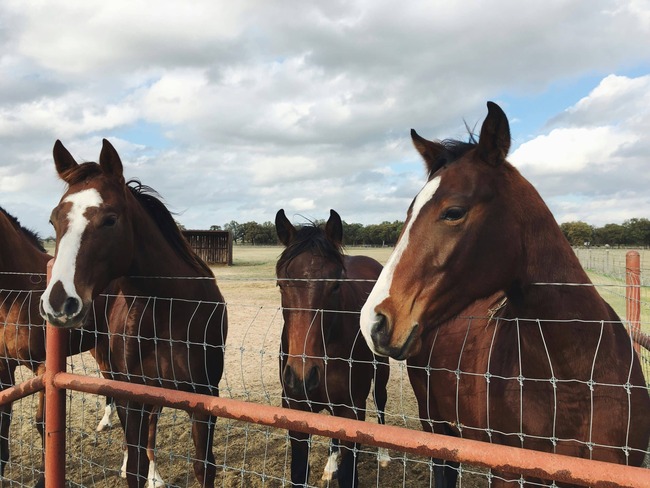 grillage pour enclot chevaux